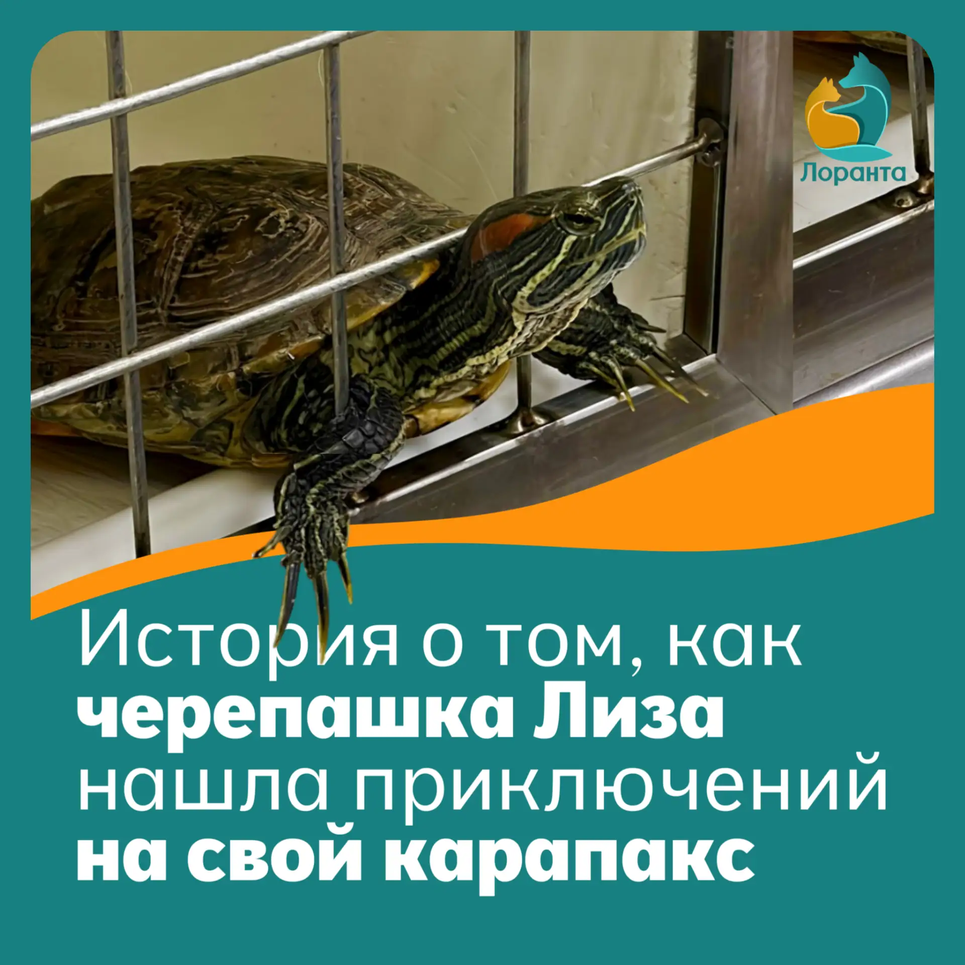 Лиза — черепашка с характером. Однажды ночью она решила, что аквариум слишком тесен для...