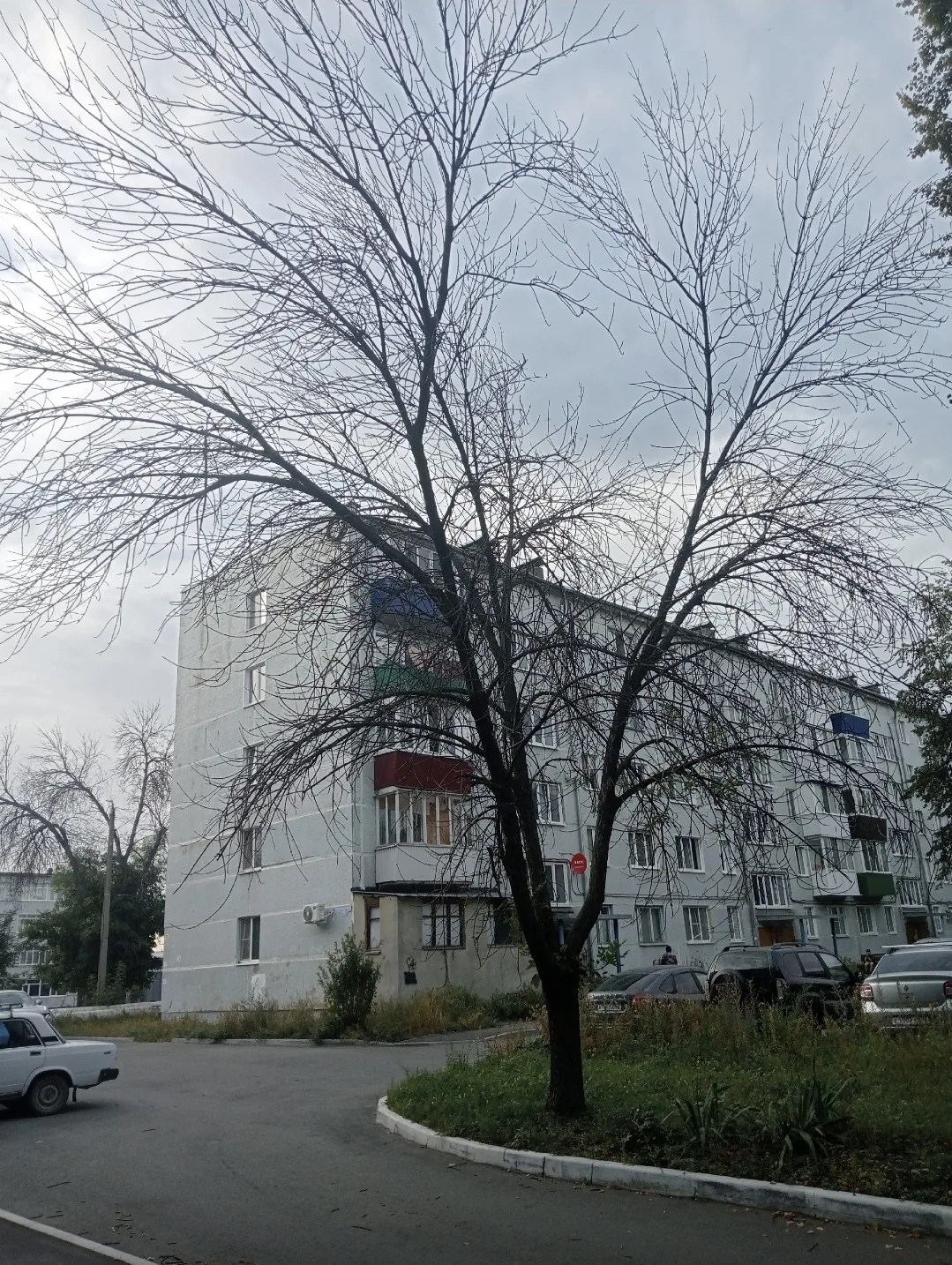 Сызранцы жалуются на сухостой во дворах около ОАО «Тяжмаш»