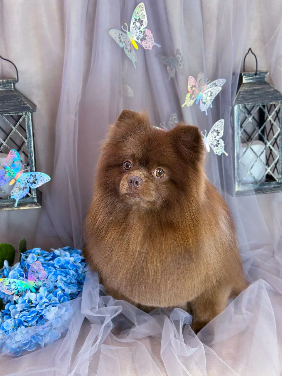 Тёма 🐾 Мастер Вера 🫶🏻
