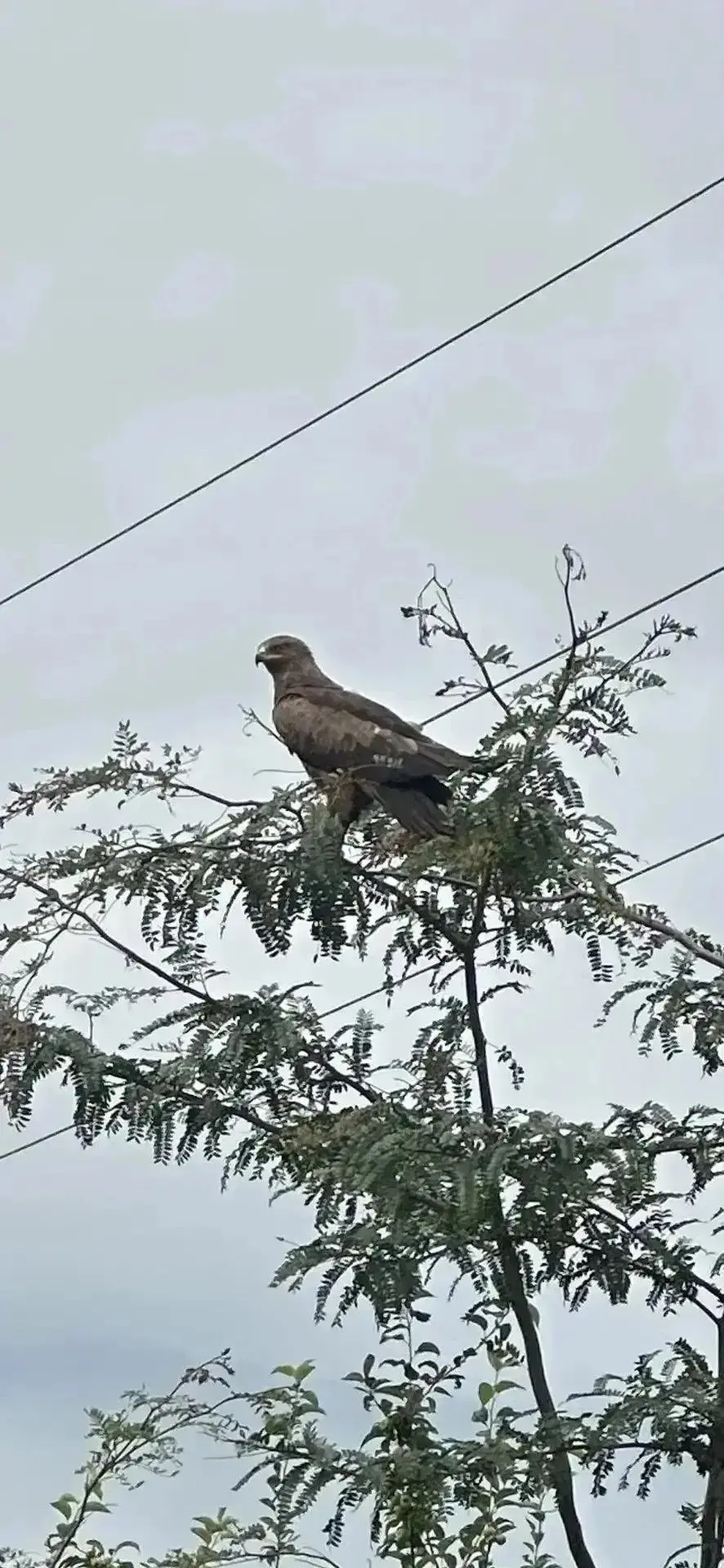 В Красноармейском районе заметили краснокнижного орла