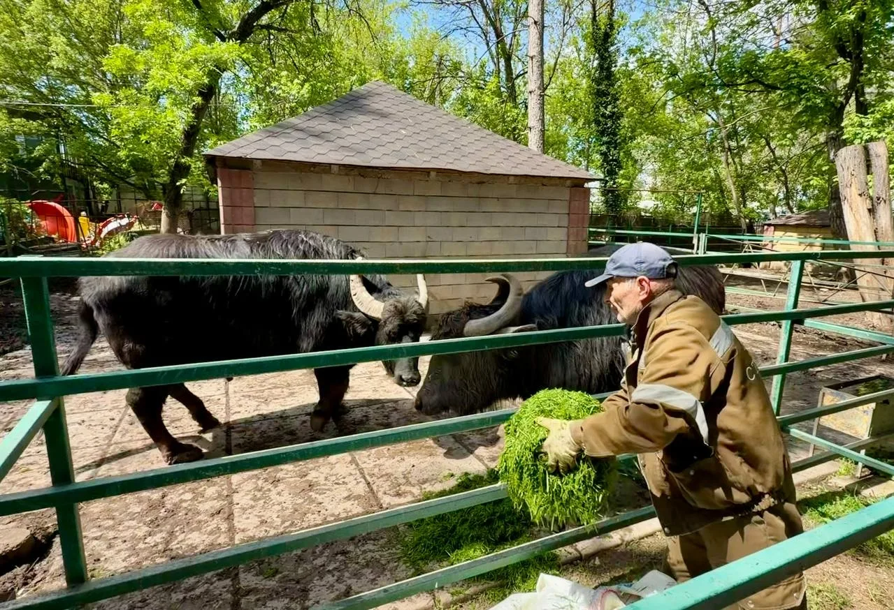 🌿 В тёплое время года обитатели симферопольского зооуголка с особым удовольствием лакомятся свежеско
