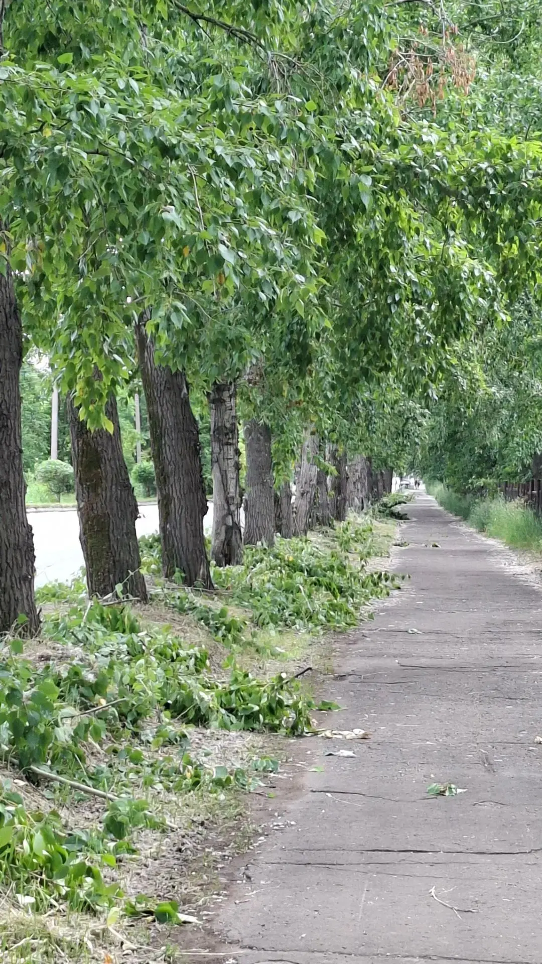 Чтобы в городе было безопасно и красиво: в Комсомольске стартовала обрезка зелёных наса...