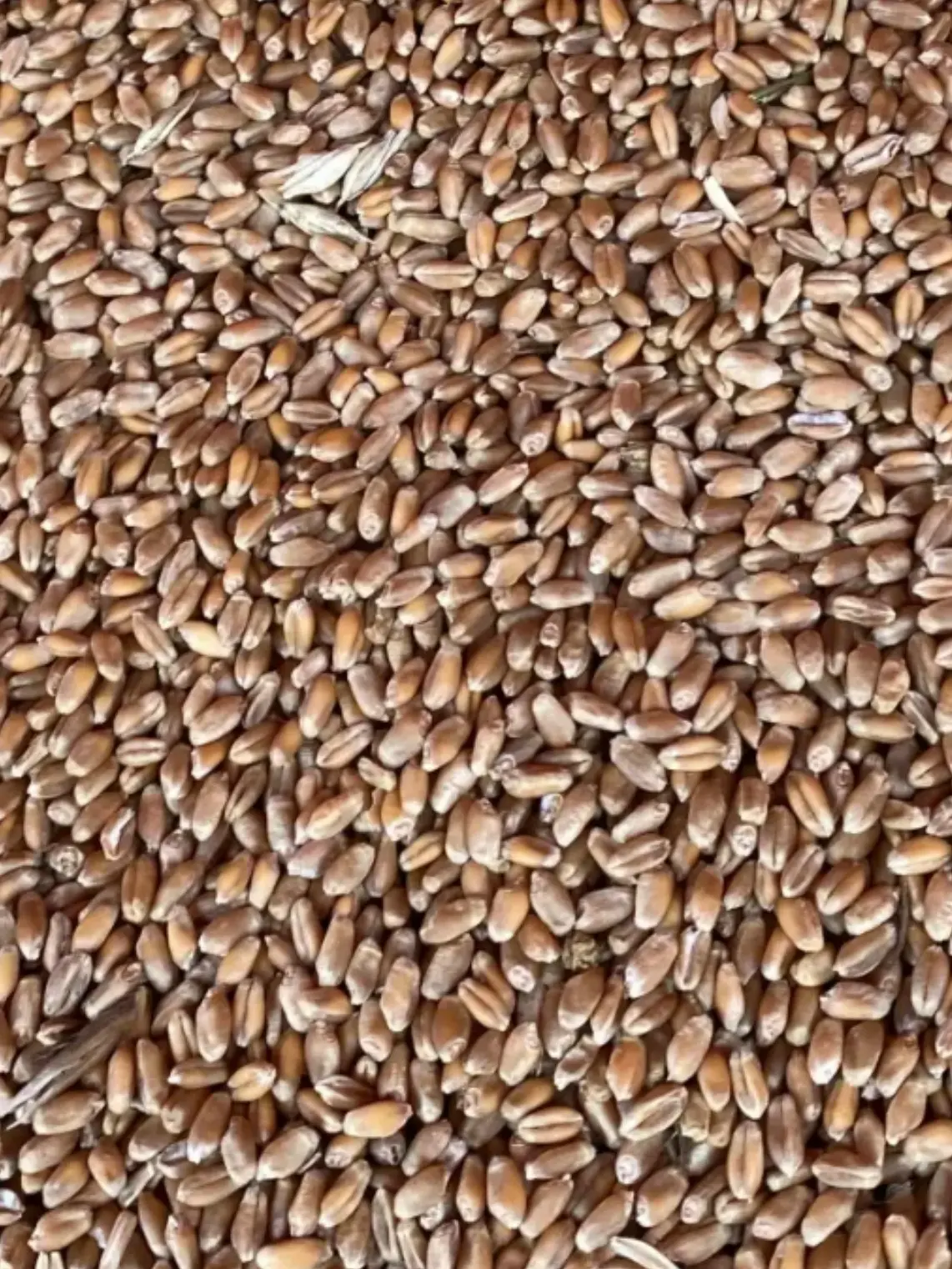 Продам пшеницу 10₽ с.Луговое