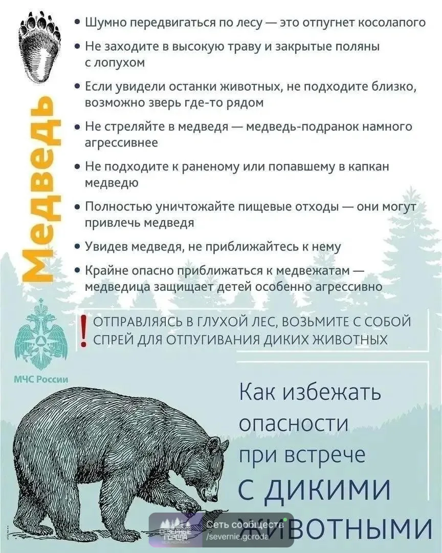 В тагильских чатах распространяется видео, на котором запечатлен бегущий по улице медве...