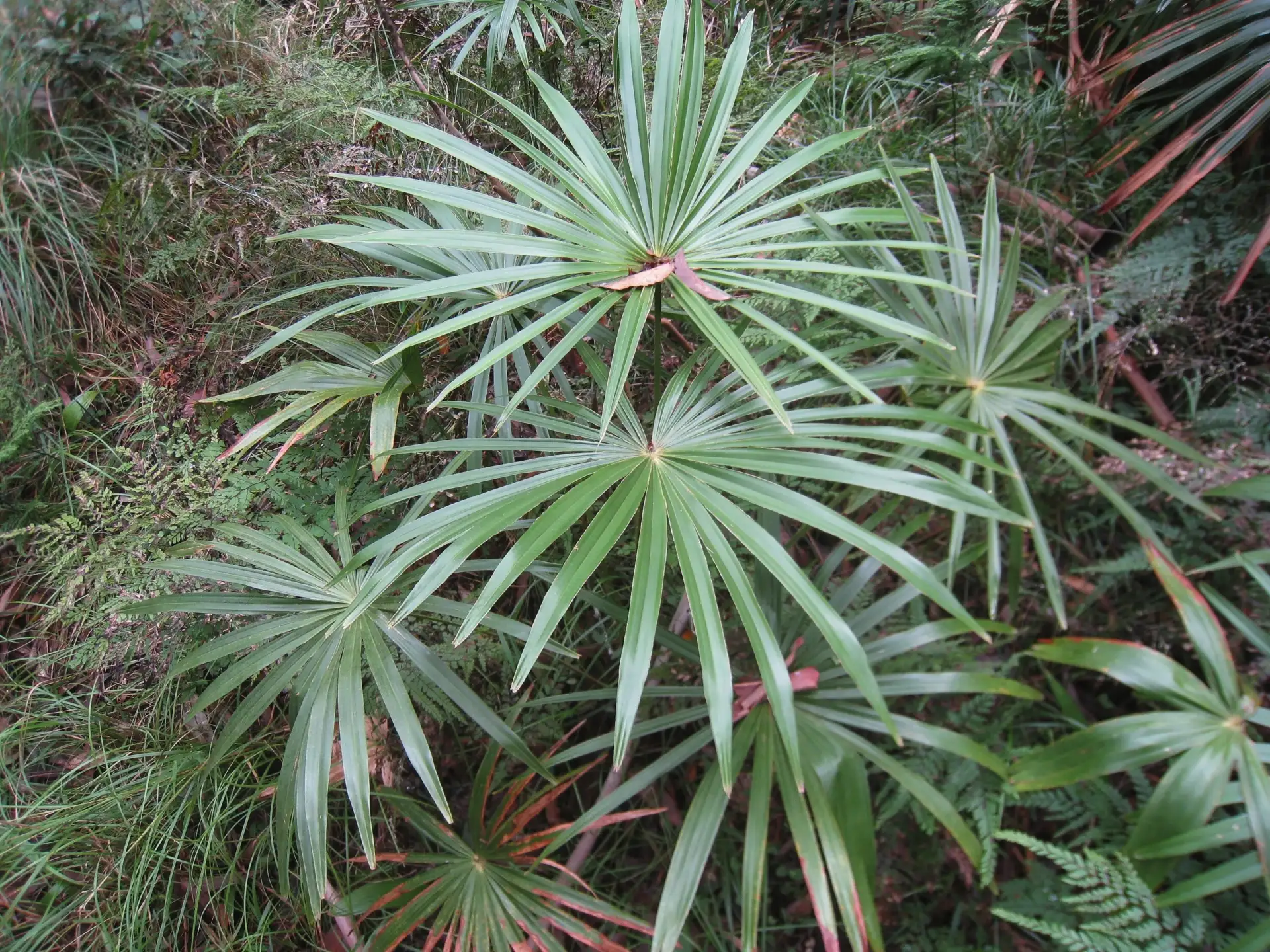#ЗелёныйДом
Сегодня 15.06.2026, пнд.
Ливистона южная (Livistona australis)
Семейство Пальмовые(Areca
