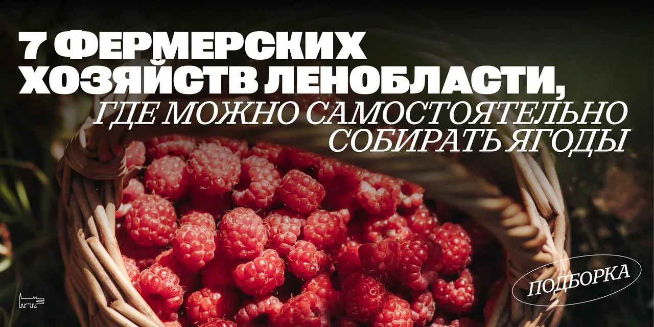 Малина, клубника и черная смородина — в прайме! 
Рассказываем, где в Ленобласти есть ягодный самосбо