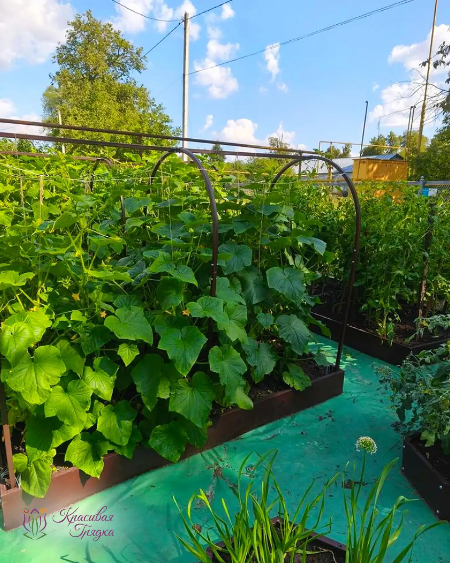 🌱 Зачем ставить дуги в августе, если урожай уже почти собран?
