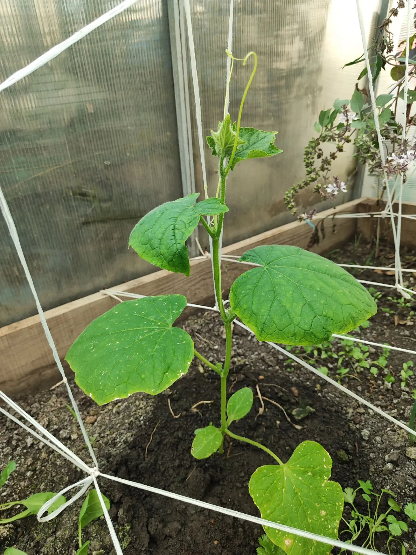 Что сейчас растёт у нас в теплице на Кубани? 🌱🌶🥒