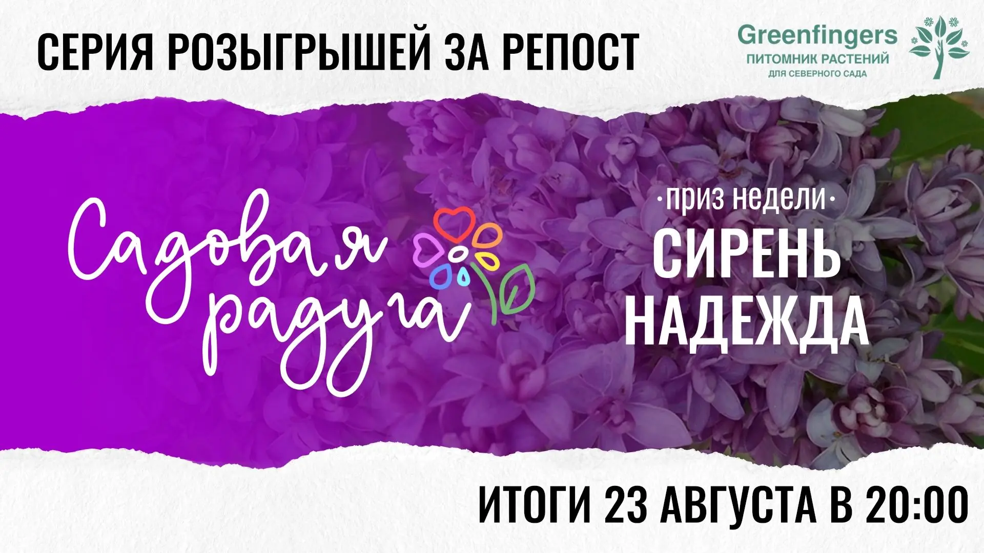 А еще на этой неделе в воскресенье разыграем вот такой шикарный саженец сирени Надежда ...