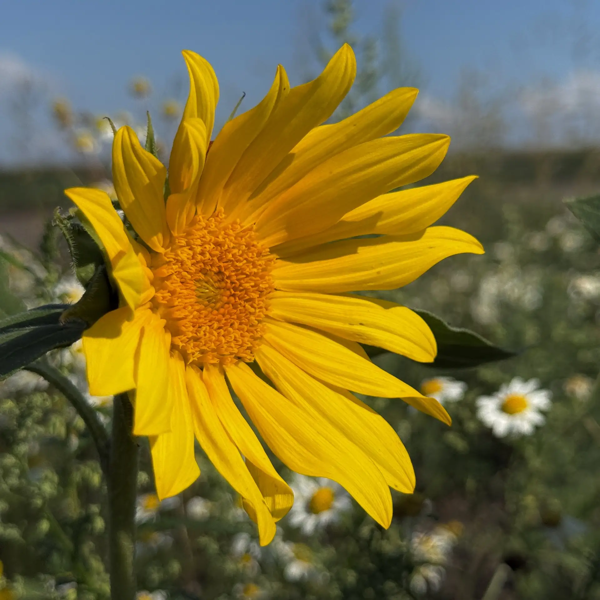 🌼 Лето в ярких красках