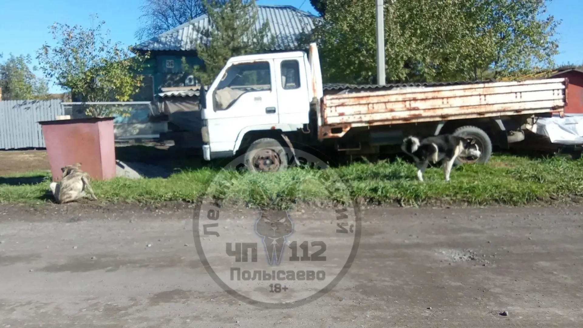 🐕 На Пригородной в Ленинске-Кузнецке просят отловить собак