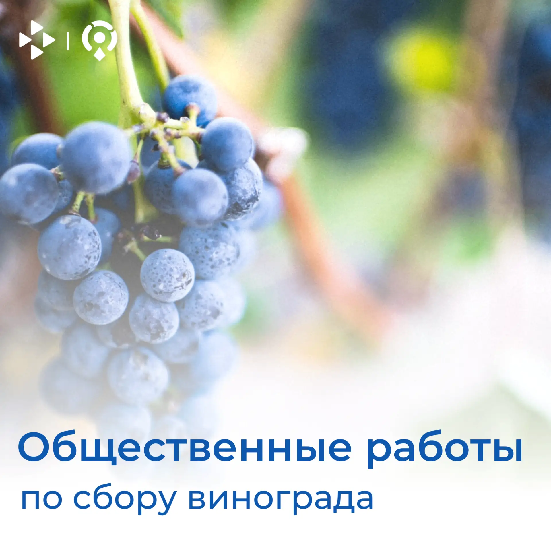 Приглашаем всех желающих принять участие в общественных работах по сбору винограда