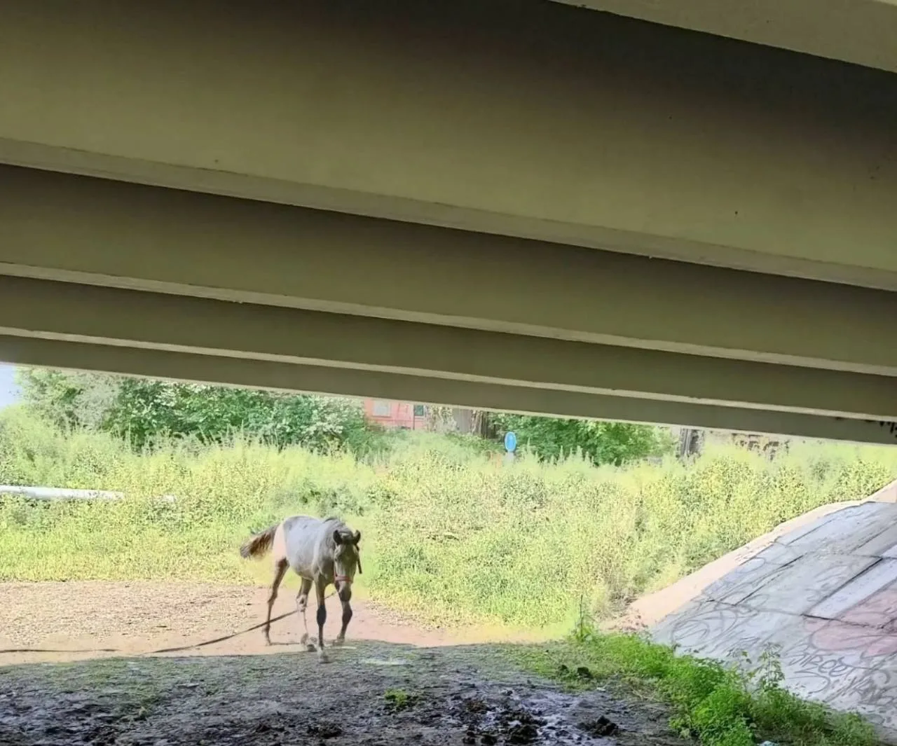 🐴 🙏🏻Жители Власихи просят спасти и лошадей: