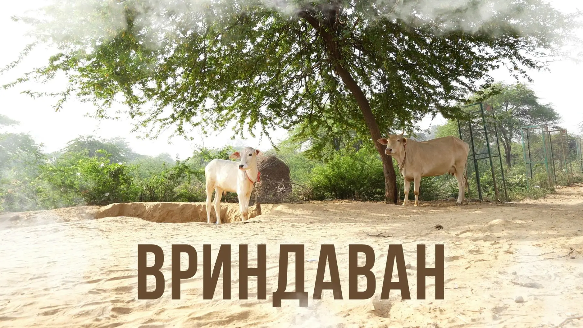 Сегодня вечером мы предлагаем вам отправиться в Дхаму, не выходя из дома!