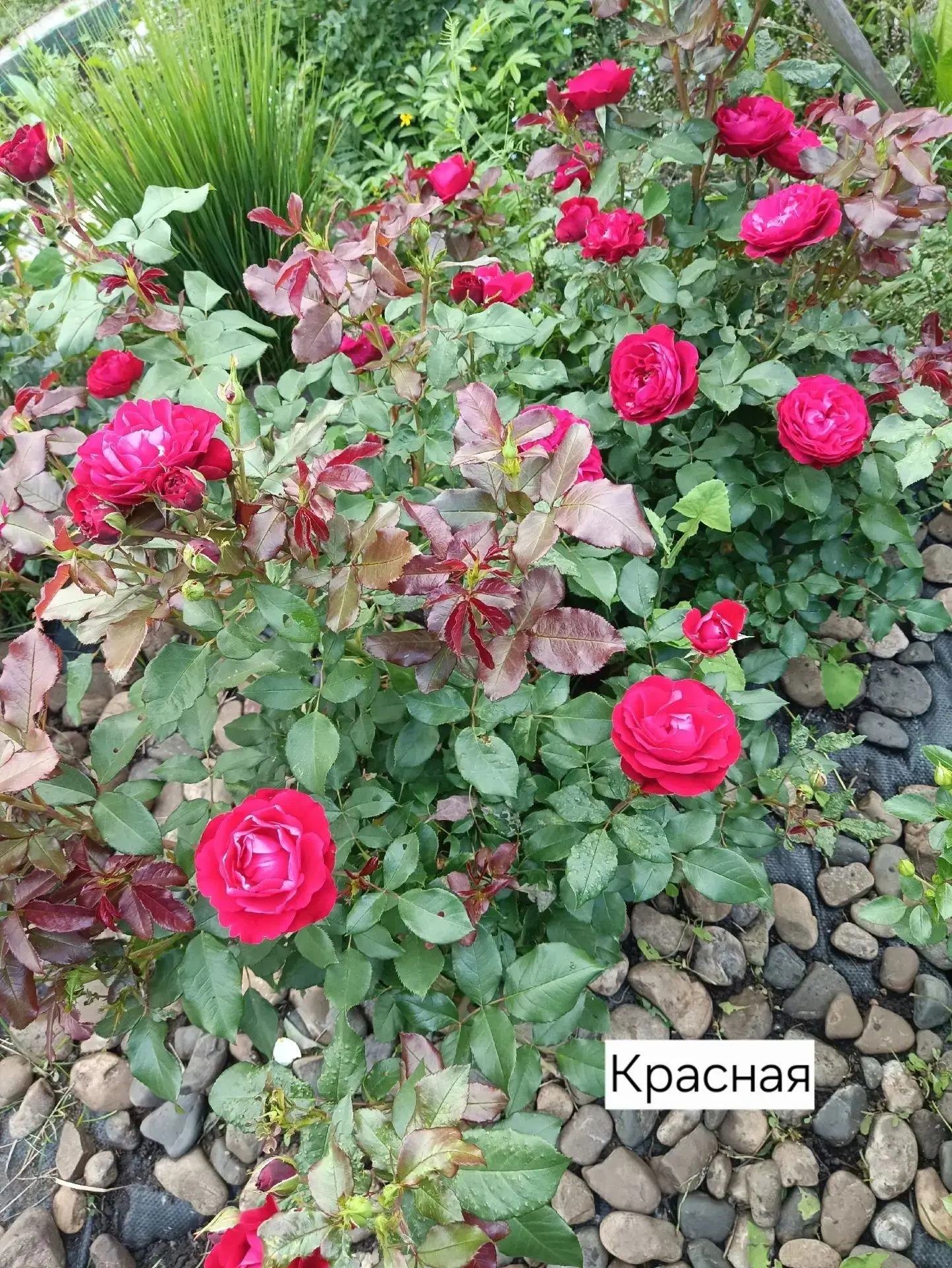 💥В наличии немного корнесобственных розочек