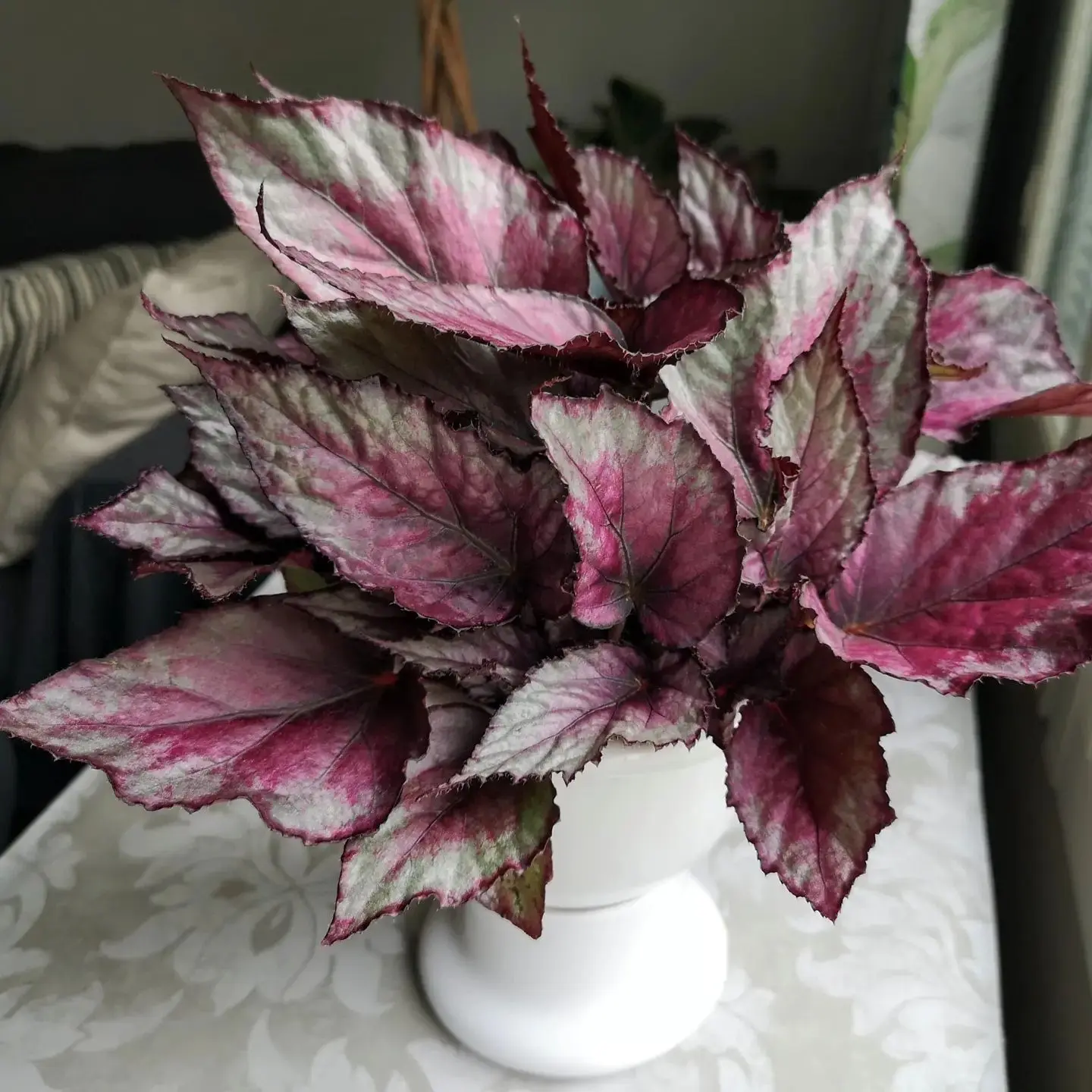 🌿 Бегония рекс ❤️