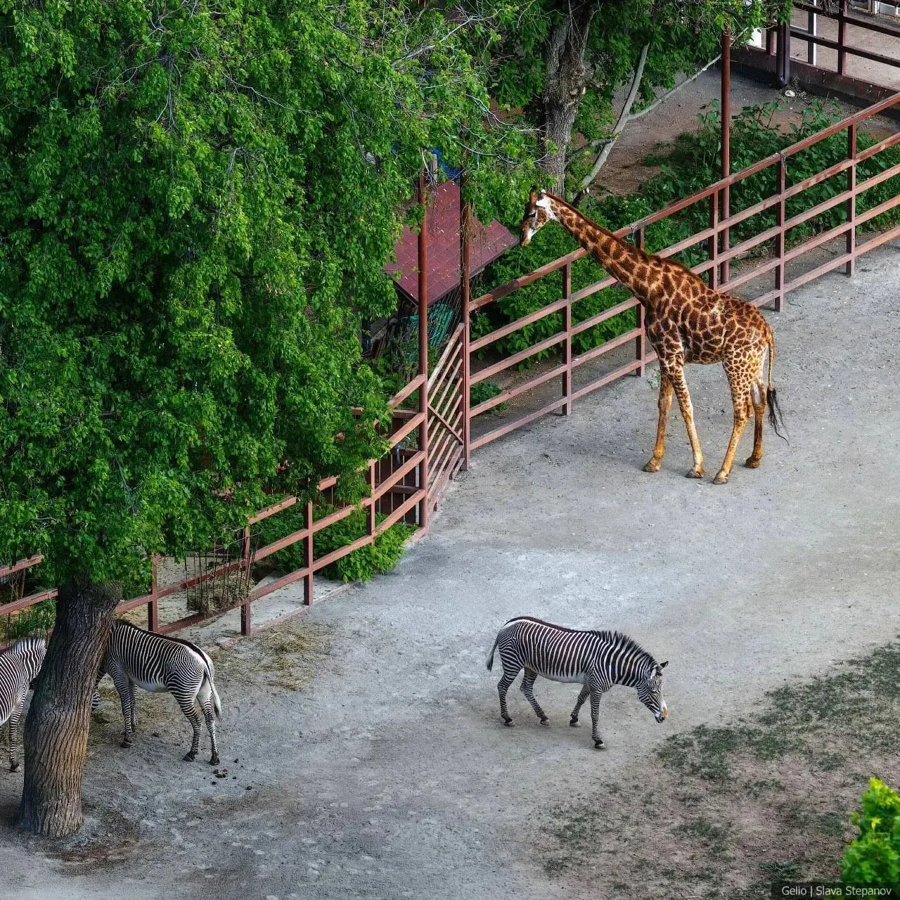 ✨  Лето у наших подопечных жирафов — в самом разгаре!🦒