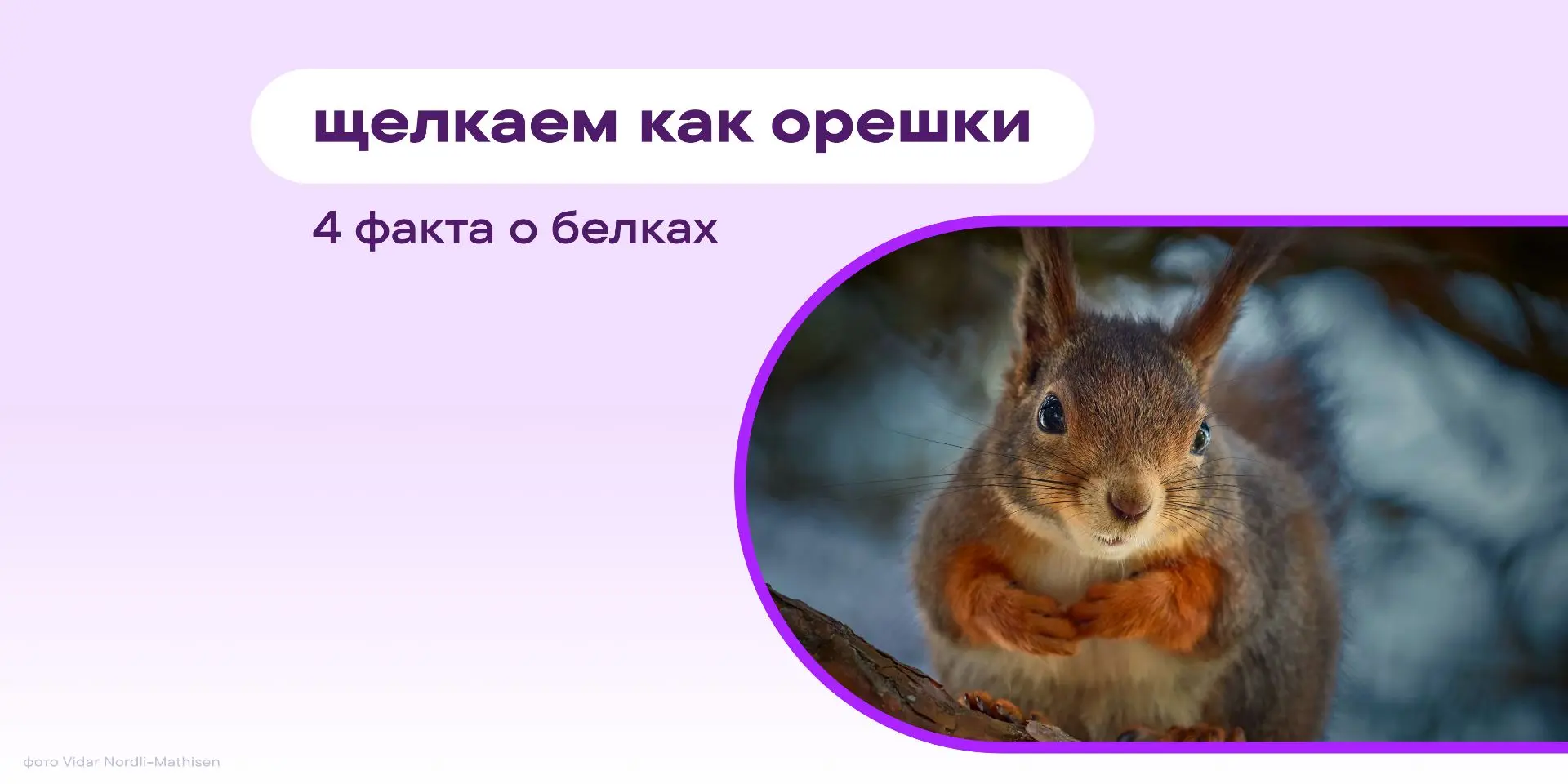 Дважды в истории биржевой индекс NASDAQ обрушивали белки. Не метафорически, а буквально...