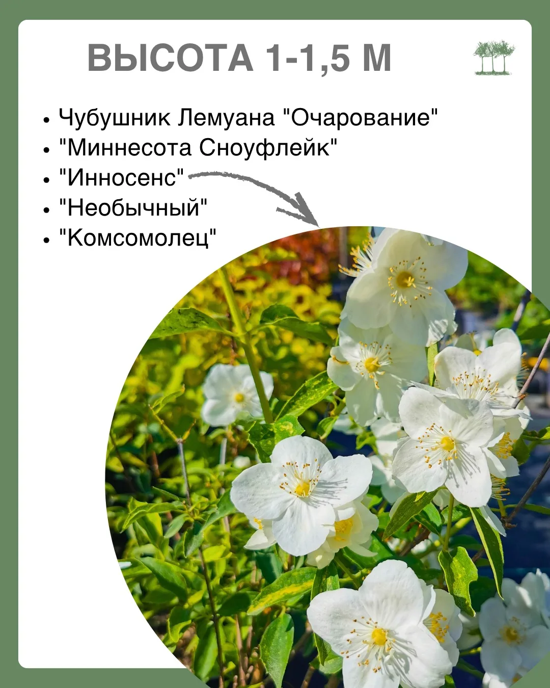 Друзья, вы тоже без ума от чубушника, как и мы? 🤍