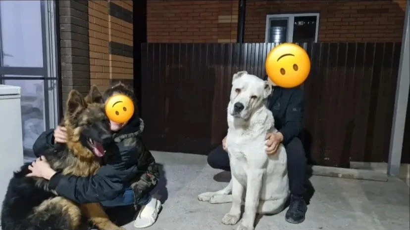 Сегодня ночью в Красном Саду выбежали через калитку две "собачки"!