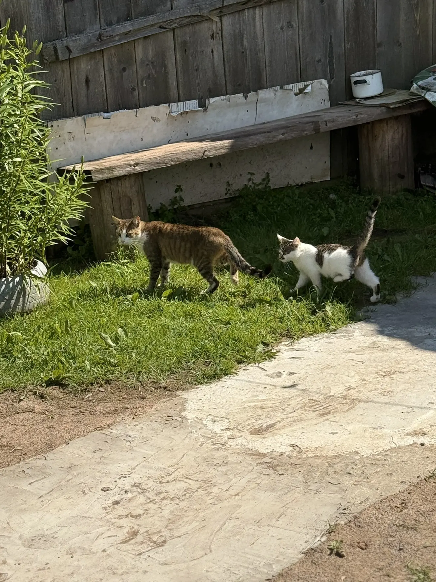 За одну утреннюю прогулку встретили сразу двух мам кошек с котятами, милота😻
