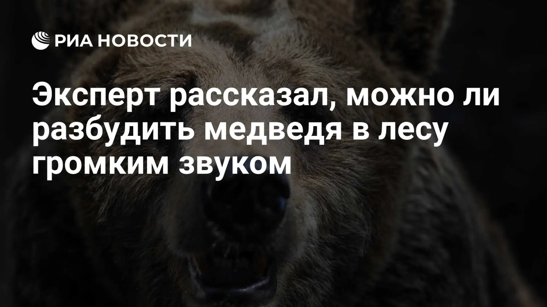 🌍 Эксперт рассказал, можно ли разбудить медведя в лесу громким звуком