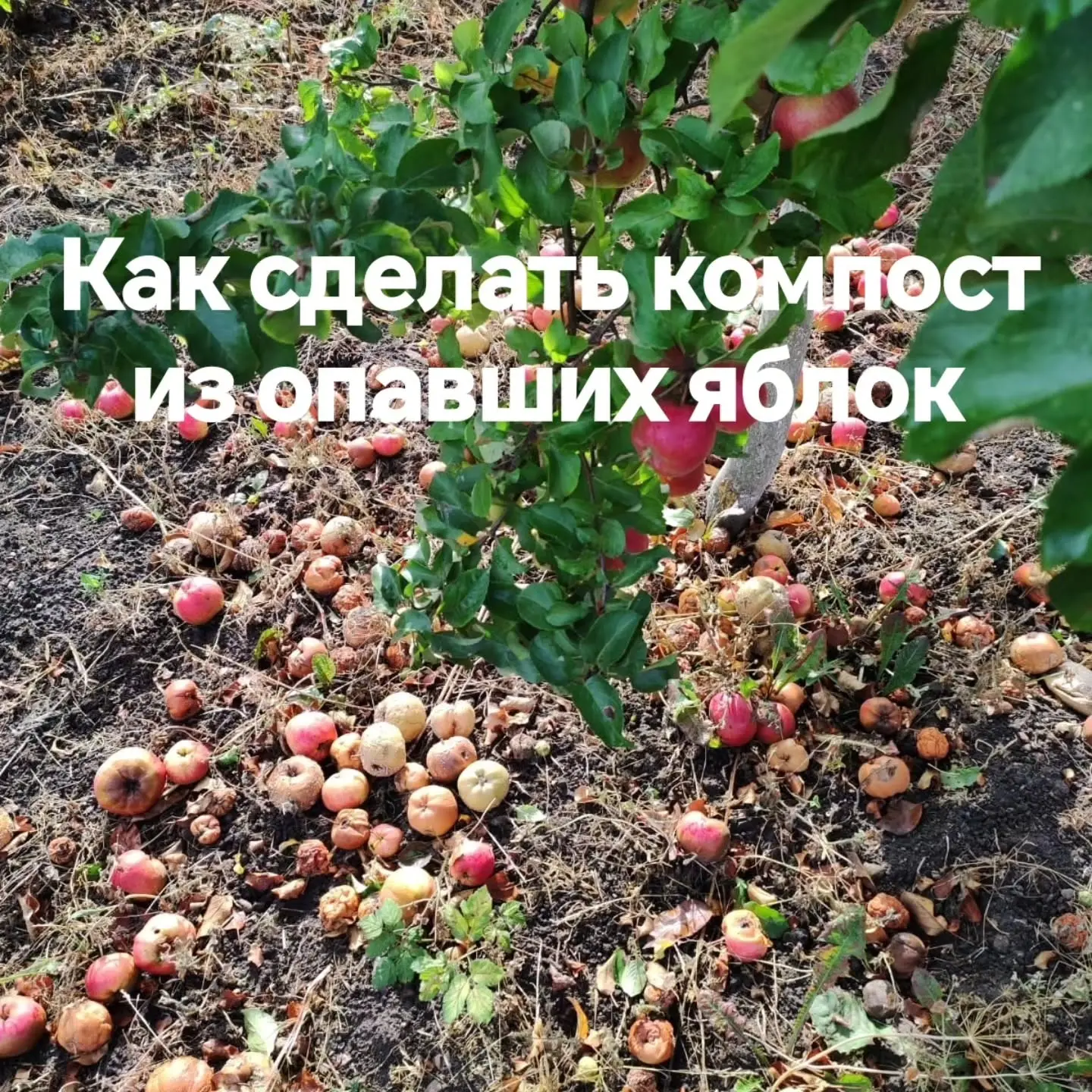 КУДА ДЕВАТЬ ТОННЫ ЯБЛОК-ПАДАЛИЦЫ? Превращаем отходы в золото для грядок! 👇