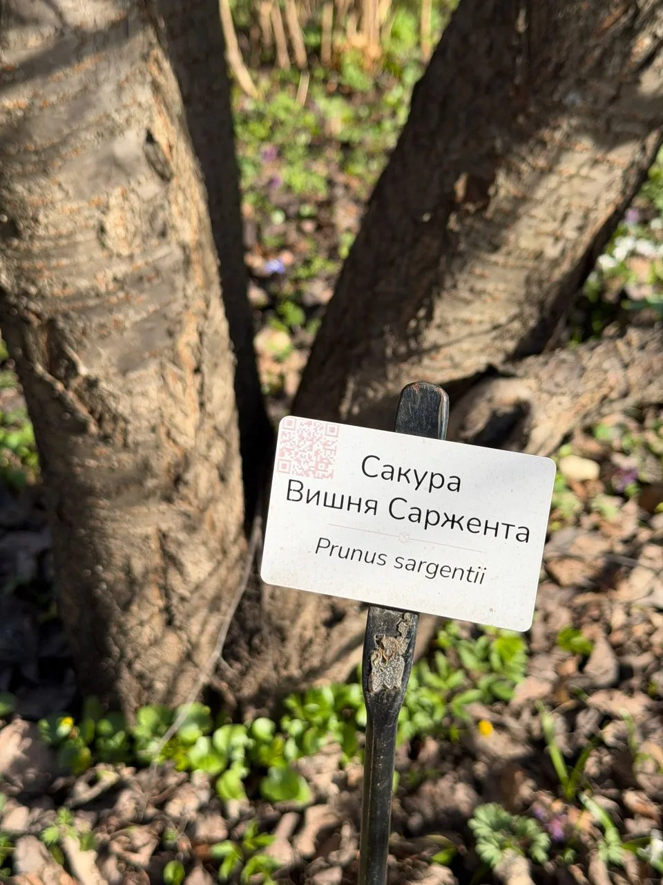 🌸 В Москве зацвела сакура   Целую неделю вишня думала, раскрывать ей бутоны или нет. Сотрудники «Апт