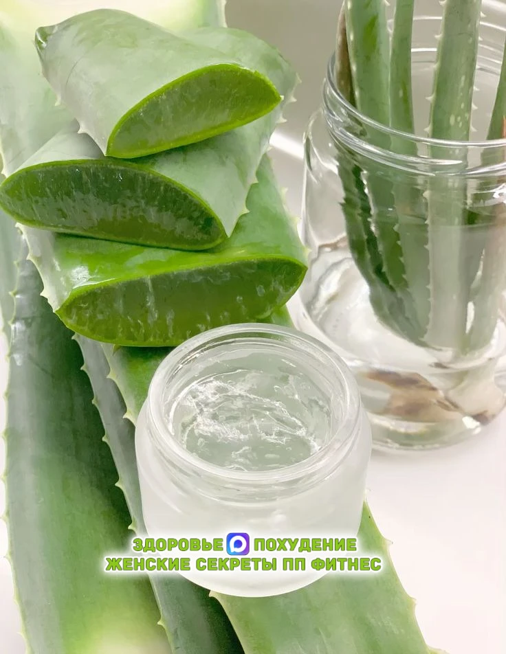 🌿 Алоэ — природный помощник для желудка и кишечника! 🌿