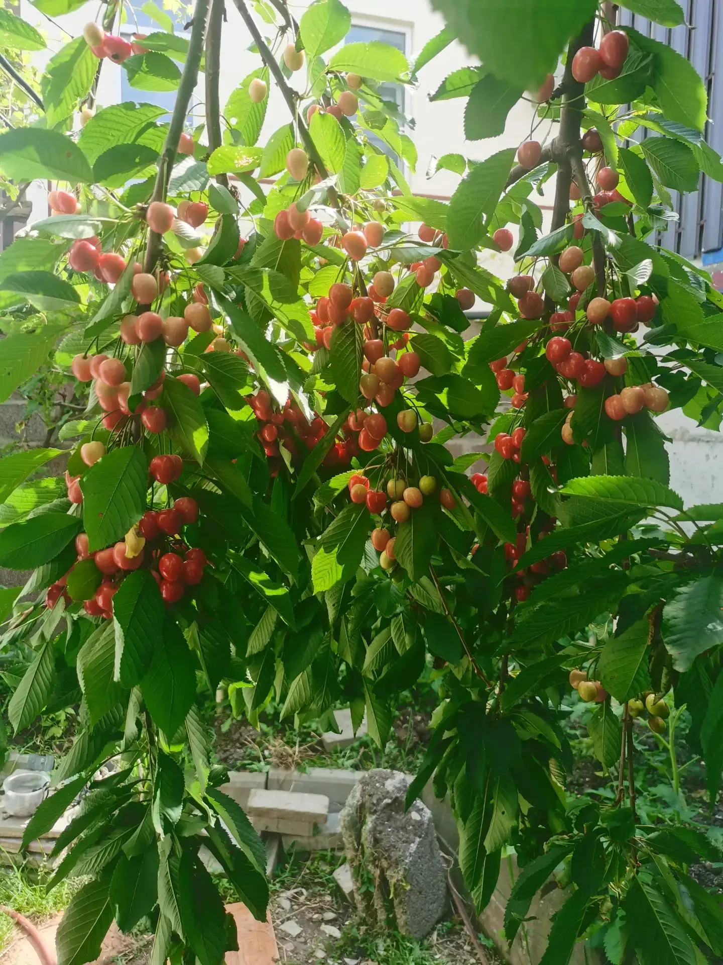 Черешневое ожидание 🍒

Черешня у нас в этом году решила не мелочиться. Смотрю на дерево и понимаю: 