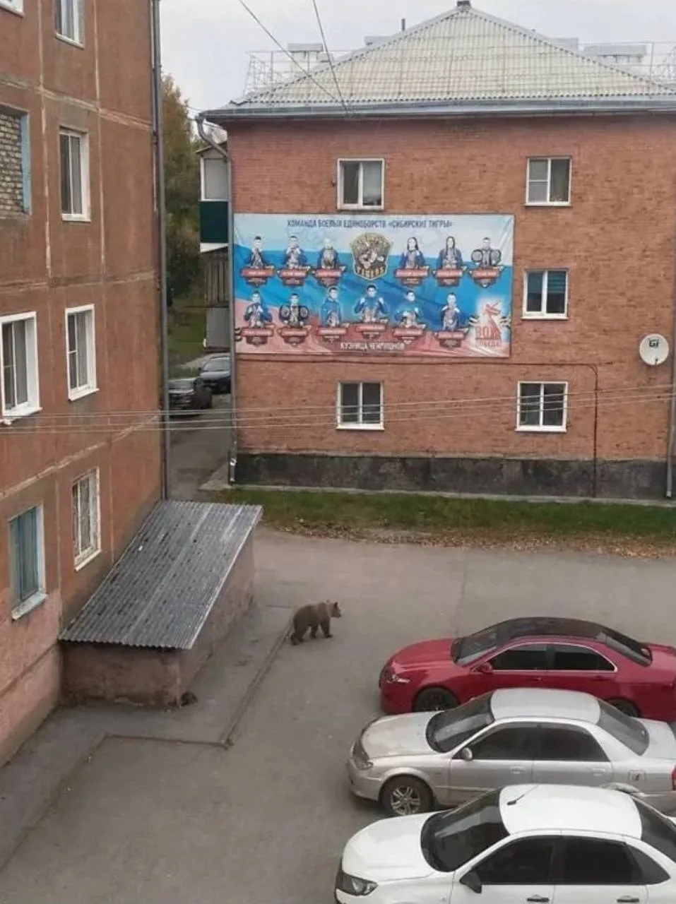 Анон медведь на колмогорах около младшей школы