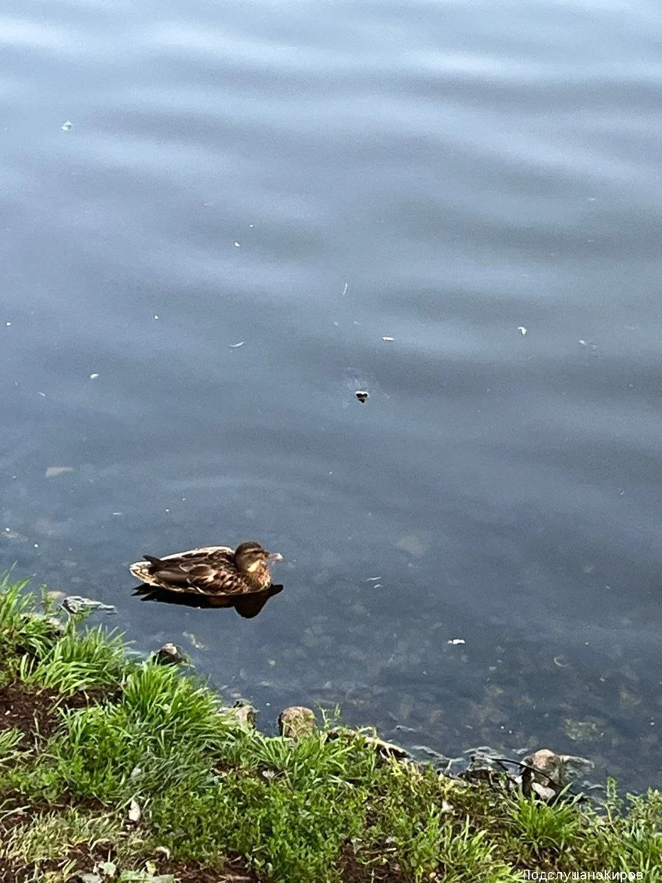 🐢 Черепахи захватывают парк Кирова
