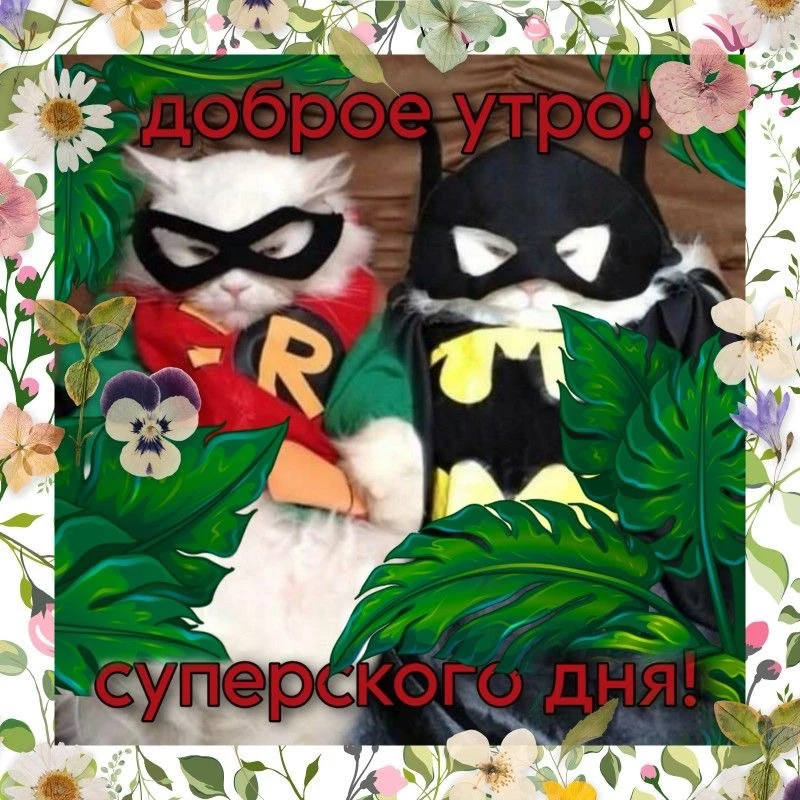 Уже вставать пора 🐱