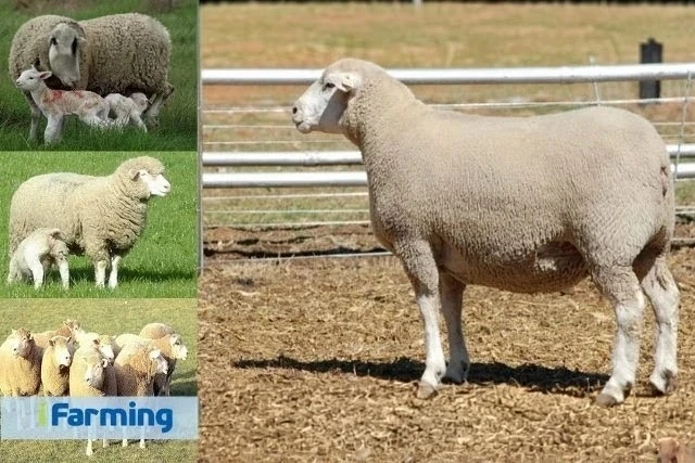 Лакон — одна из лучших молочных пород овец 🐑🥛