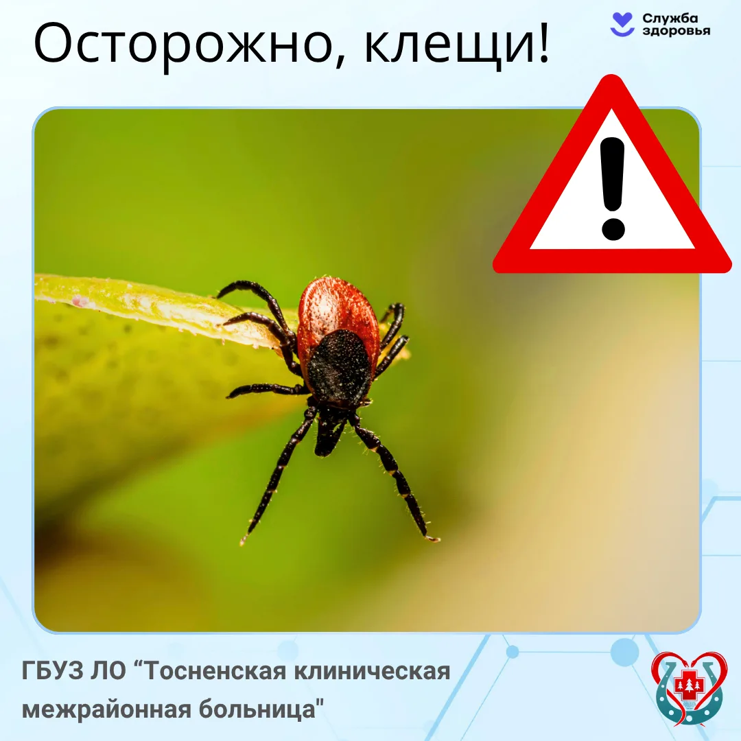 🍃Сезон активности клещей в разгаре. Что нужно знать, чтобы обеспечить безопасность себ...