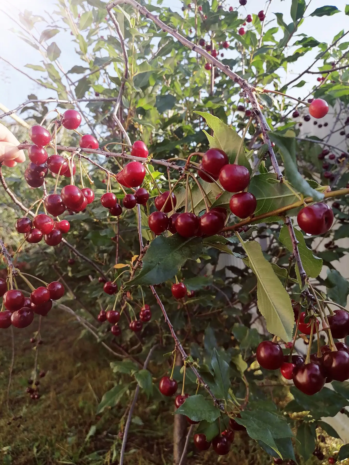 🍒 Доброе утро, дорогие жители Хайбуллинского района! С началом новой недели! ☀️

Июль в самом разга