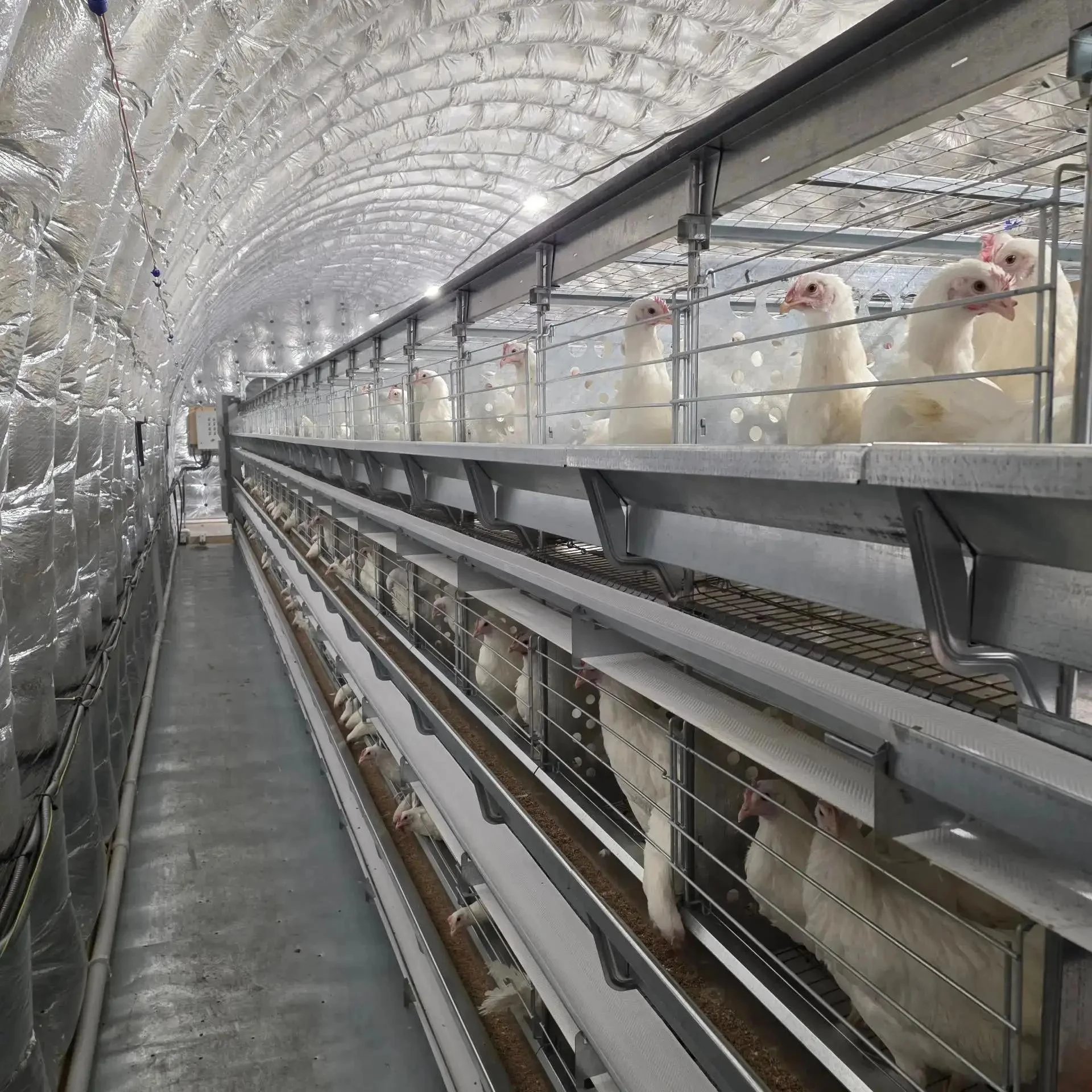 🐔 Самая северная птицефабрика Дальнего Востока в Певеке увеличила поголовье кур