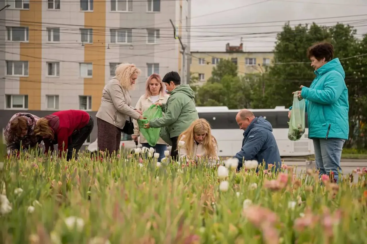 🌷 Тюльпаны из городских клумб обрели новых хозяев в Мурманске