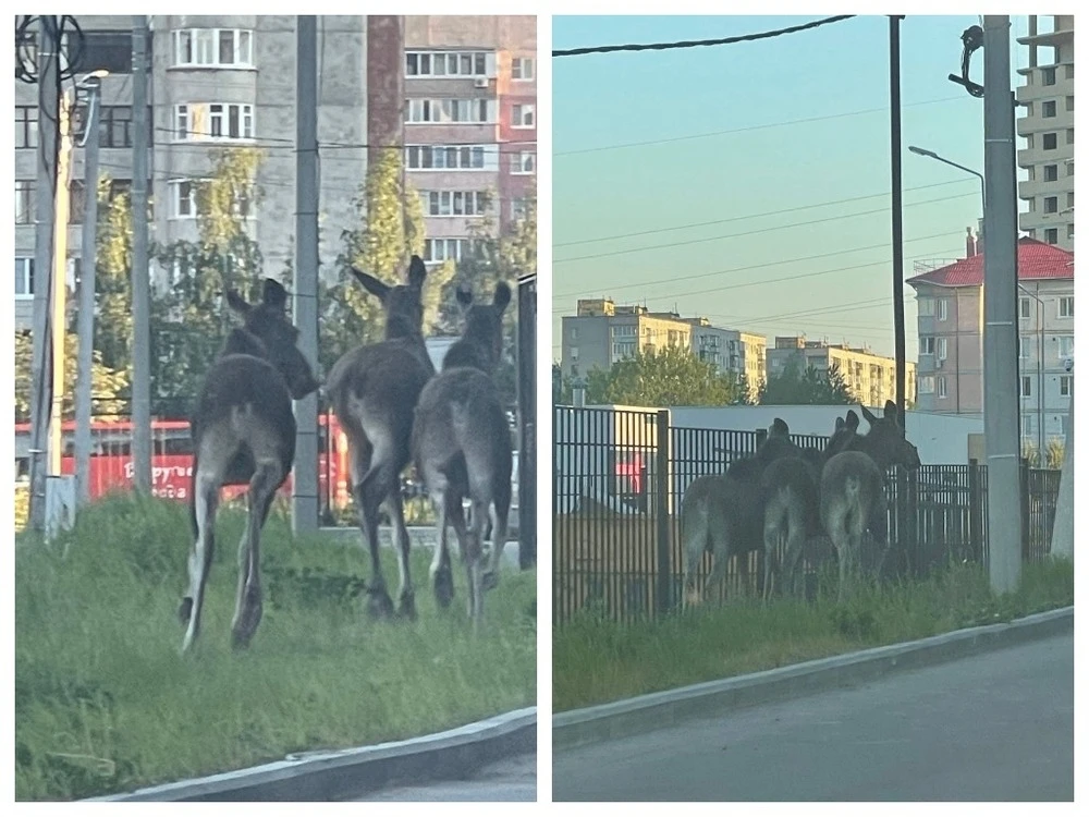 По Ярославлю разгуливают «банды лосей» В разных районах города.  Сообщения в соцсетях публикуют жите