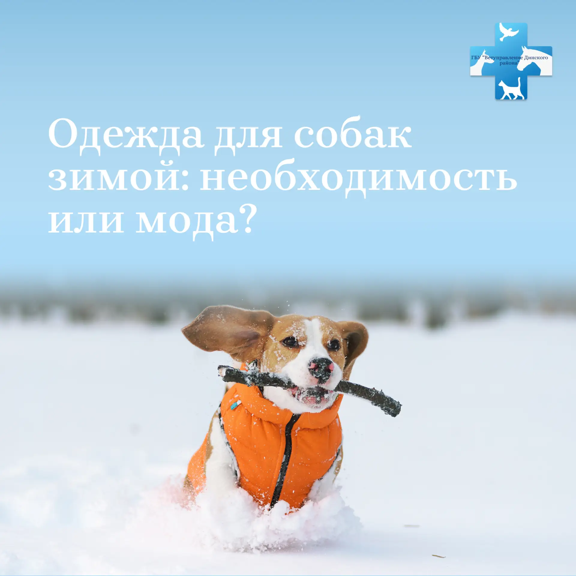 ❄️ Нужна ли собаке одежда в мороз?