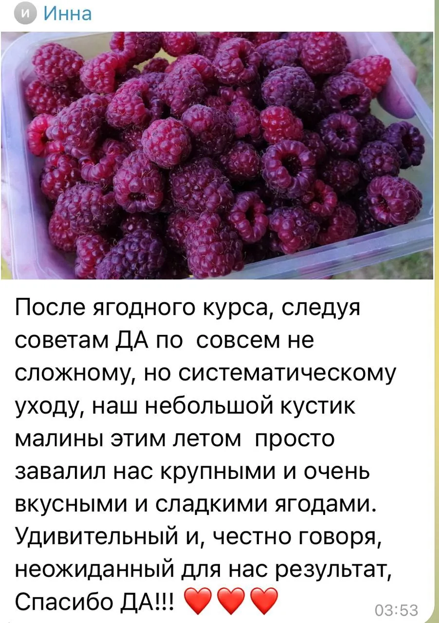 Размер и количество ягод — это результат сразу нескольких условий