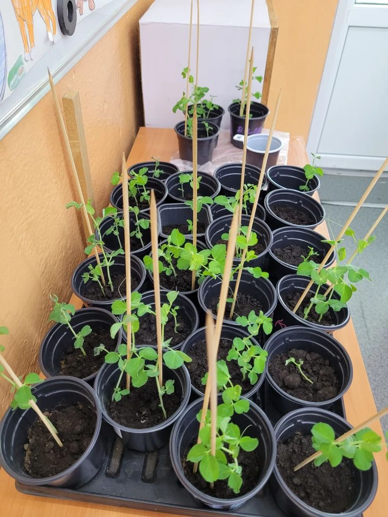 🌱 Юннатский клуб "Панда" продолжает изучать природу. В это раз ребята запустили интересный проект — 