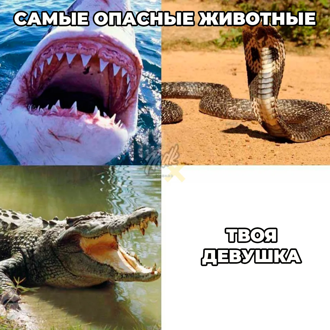 Скинь своей львице

MDK Кавказ Подпишись