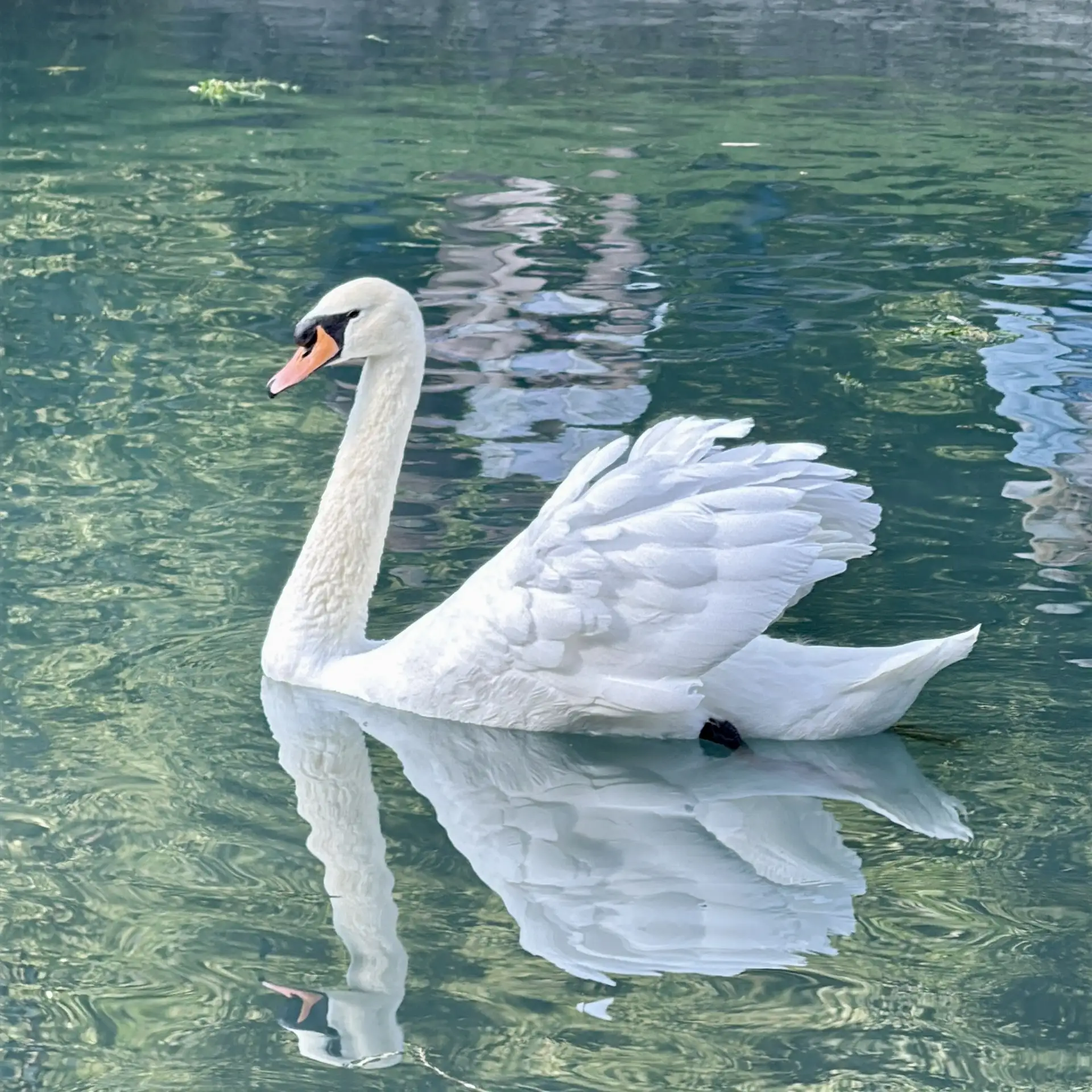 Лебединый перископ 🦢
