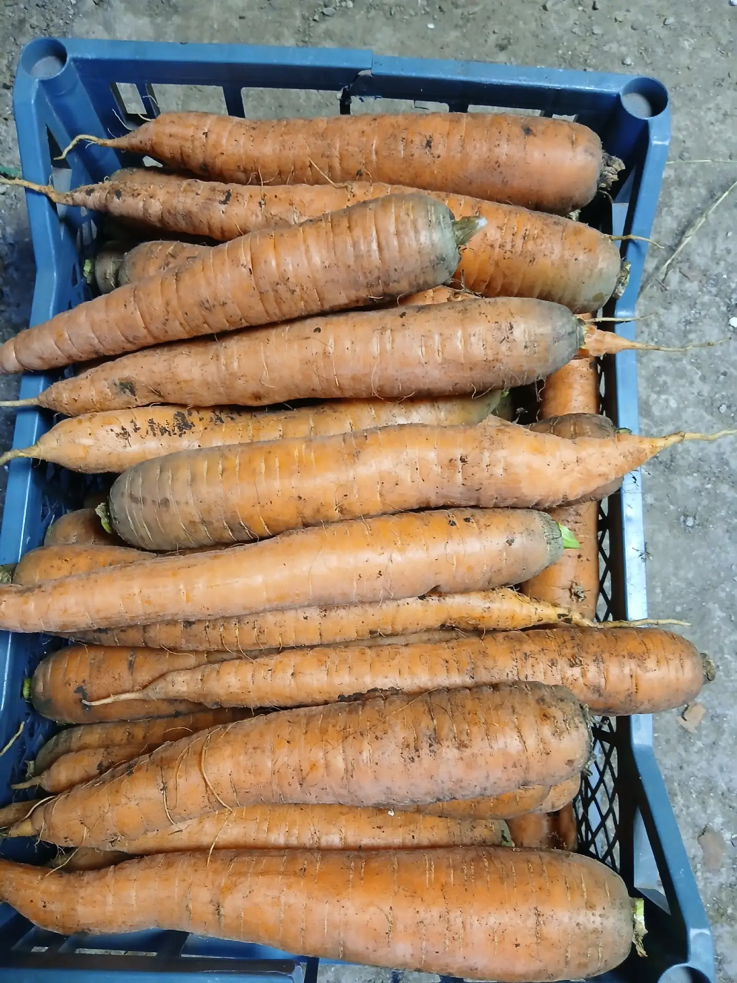 Продам морковь среднюю,крупную,очень крупную( так же свеклу).Урожай с огорода без приме...