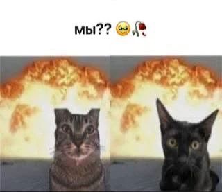 *мы??