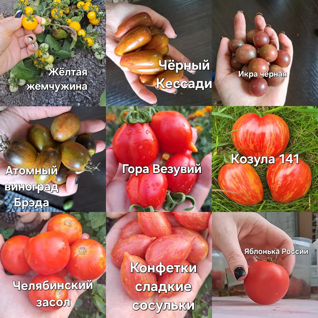 В продаже семена экзотических сортов томатов. В упаковке 25-30шт. Цена 50р.