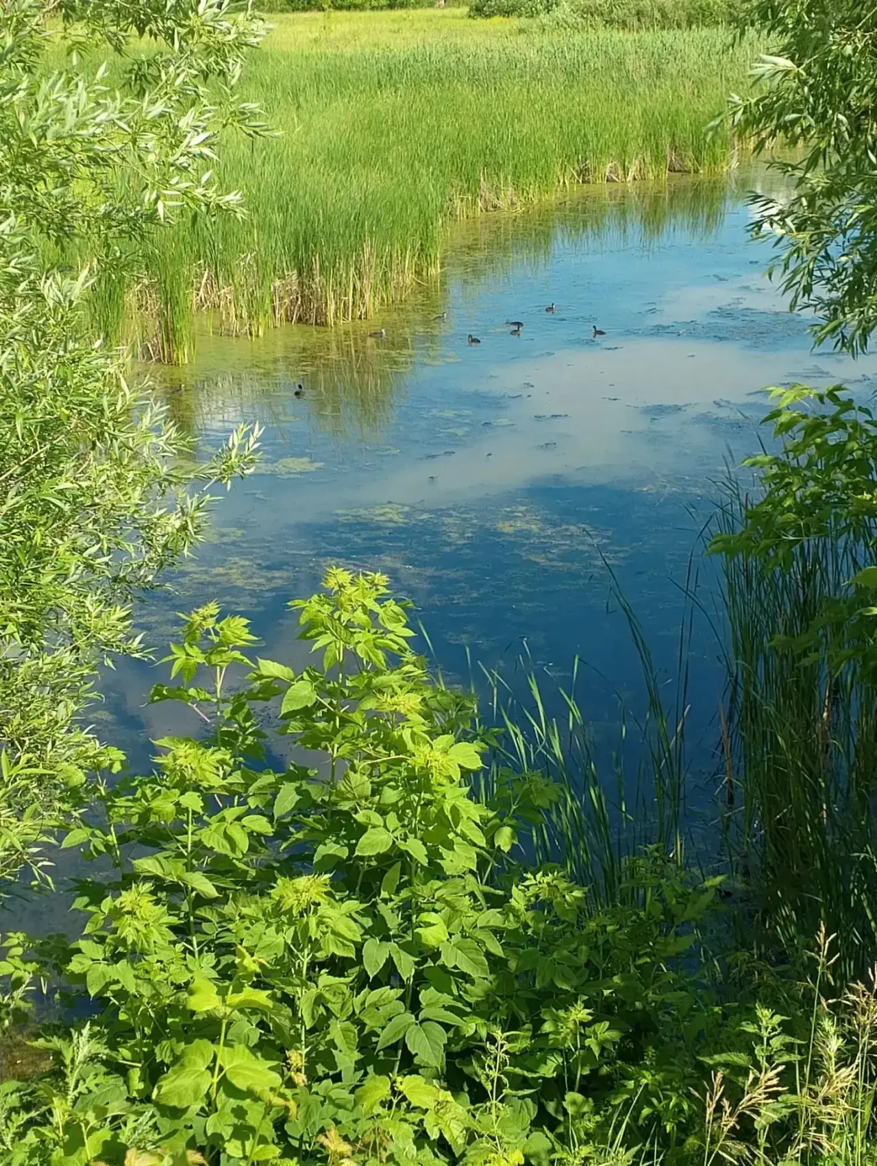 Всем доброе утро из села Слобода Петропавловская!🫶