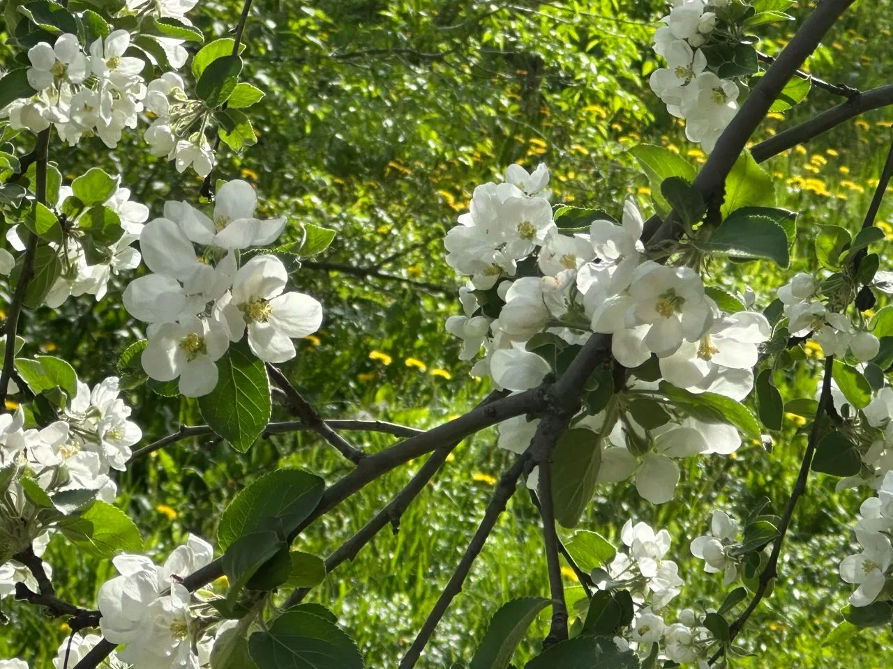 ☀️ Весна дарит тепло, а мы — возможность преобразиться к лету! ☀️