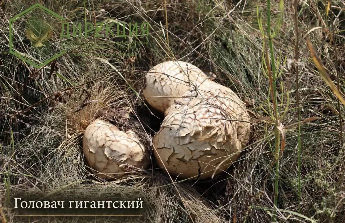 Головач гигантский
